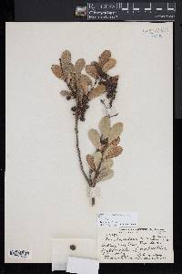 Sideroxylon americanum image