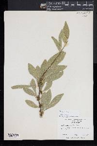 Sideroxylon lycioides image