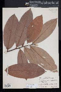 Diospyros blancoi image