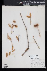 Bonellia frutescens image
