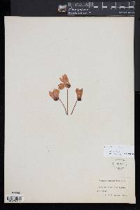 Cyclamen persicum image