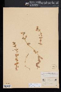 Lysimachia arvensis image