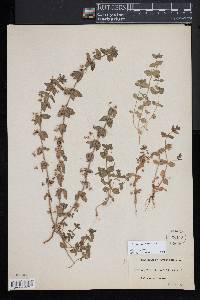 Lysimachia arvensis image