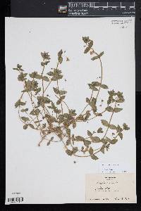 Lysimachia arvensis image