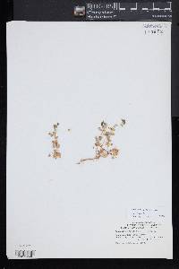 Lysimachia arvensis image