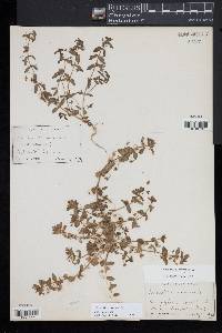 Lysimachia arvensis image