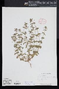Lysimachia arvensis image
