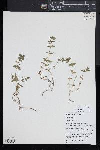 Lysimachia arvensis image