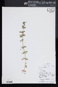 Lysimachia arvensis image