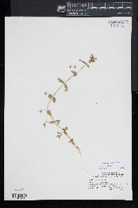 Lysimachia arvensis image