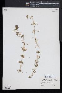 Lysimachia arvensis image