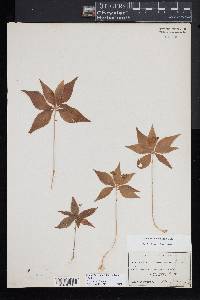 Trientalis borealis image