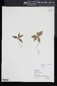 Trientalis borealis image