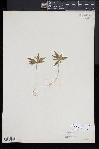 Trientalis borealis image