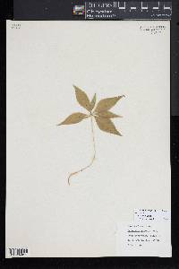 Trientalis borealis image