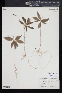 Trientalis borealis image