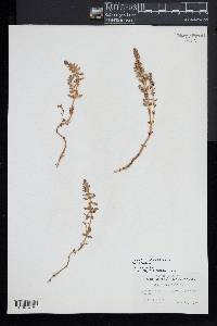 Lysimachia maritima image