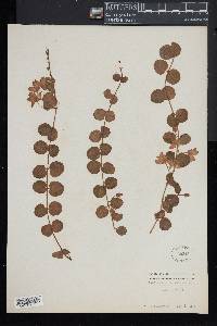 Lysimachia nummularia image