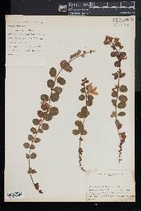 Lysimachia nummularia image
