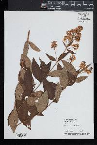 Lysimachia vulgaris image