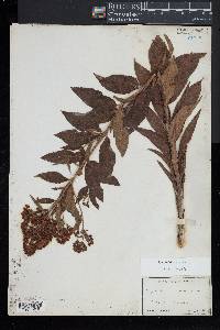 Lysimachia vulgaris image