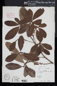 Myrsine guianensis image