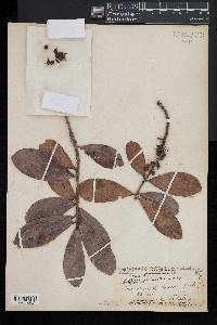 Myrsine lessertiana image