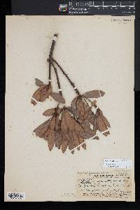 Myrsine lessertiana image