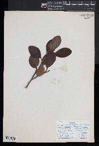 Griselinia littoralis image