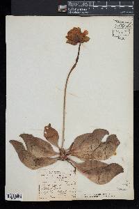 Sarracenia purpurea var. purpurea image