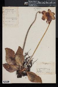 Sarracenia purpurea image