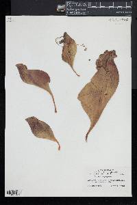 Sarracenia purpurea image