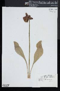 Sarracenia purpurea image