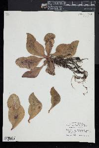 Sarracenia purpurea image