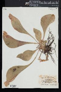 Sarracenia purpurea image