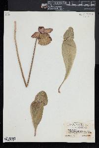 Sarracenia purpurea image