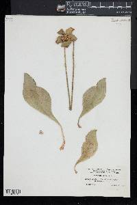 Sarracenia purpurea image