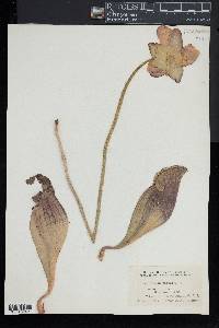 Sarracenia purpurea image