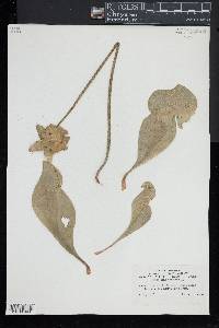 Sarracenia purpurea image