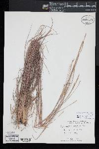 Schizachyrium sanguineum image