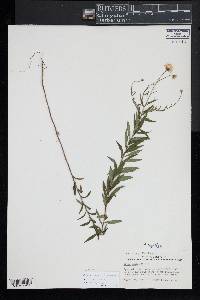 Oclemena nemoralis image