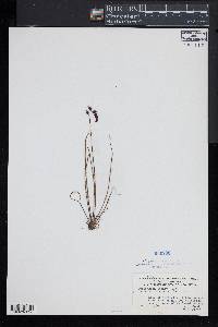 Drosera filiformis image
