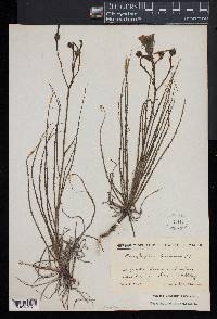 Drosophyllum lusitanicum image