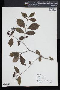 Viburnum cassinoides image