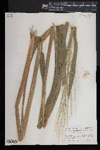 Zizania aquatica image