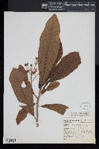 Saurauia serrata image