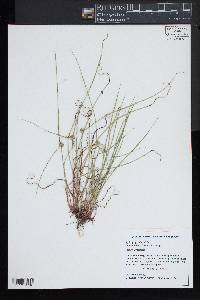 Kyllinga gracillima image