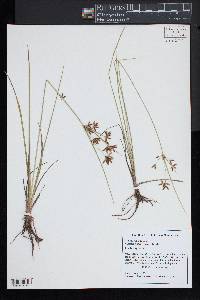 Cyperus dentatus image