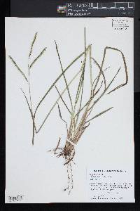 Paspalum laeve image