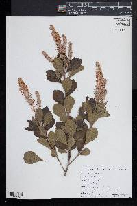 Clethra alnifolia image